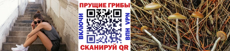 Купить  Кувшиново  Галлюциногенные грибы MAGIC MUSHROOMS 